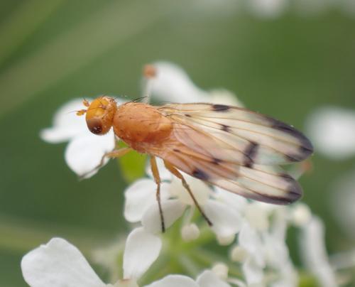 Réf. 285 082 : Toxoneura quinquemaculata